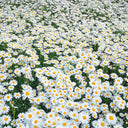 White Max Chrysanthemum, 600 Seeds
