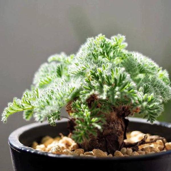 Sweet Scented Geranium, 5 Seeds
