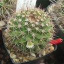 Mammillaria mammillaris 'Cangbaotian', 3-4cm