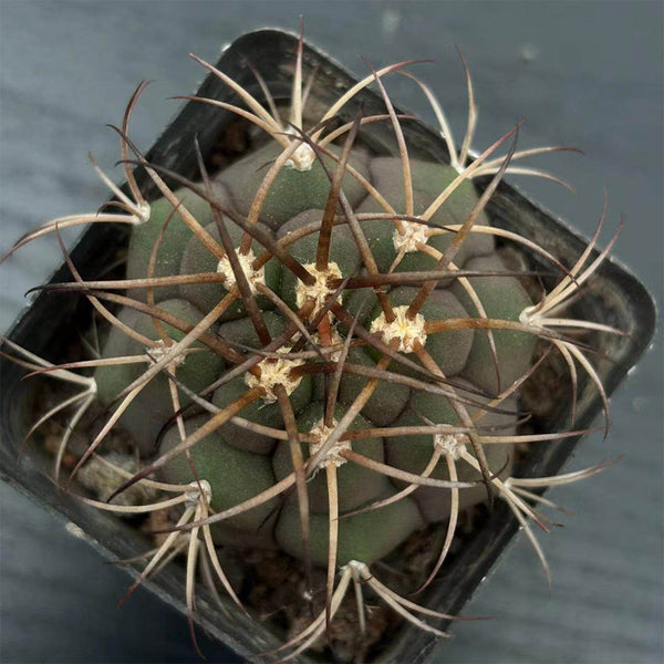 Gymnocalycium pflanzii var. albipulpa, 4-5cm