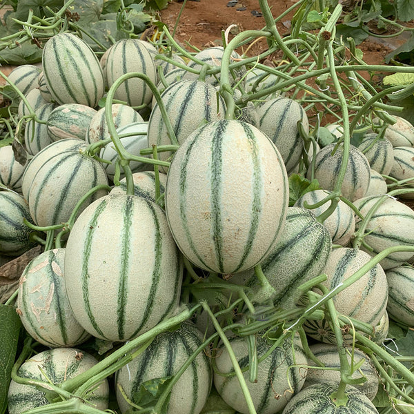 Basketball Green Hybrid Melon Seeds, 20 Seeds