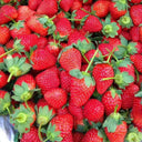 'Medelet' Red Strawberry Seeds