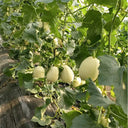 White Sweet Queen Melon Seeds, 50 Seeds