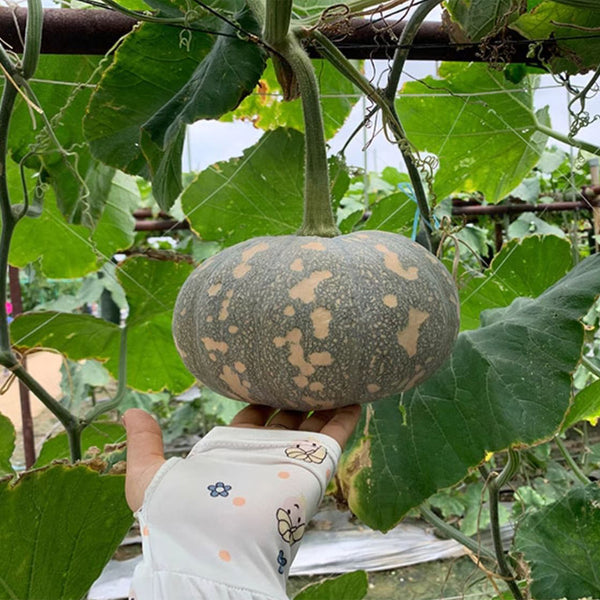 Xiangmi Small Pumpkin Seeds