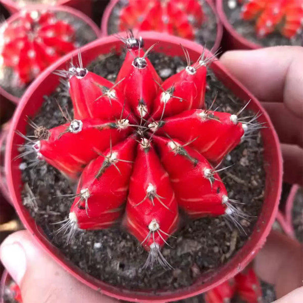 Gymnocalycium mihanovichii variegata 'Oil Painting Peony', 5-7cm