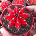 Gymnocalycium mihanovichii variegata 'Oil Painting Peony', 5-7cm