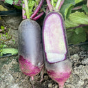 Rock Sugar Heart Purple Skin Fruit Radish, 60 Seeds