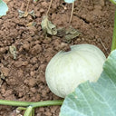 Large White Flat-Seeded Pumpkin, 15 Seeds