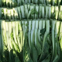 Jiemei Pak Choi Flowering Stem Seeds, 10g