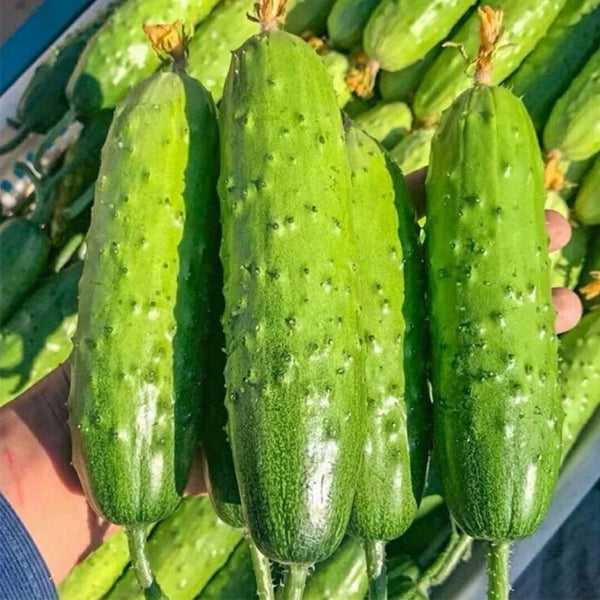 'Supreme' Long Drought Cucumber Seeds, 10g