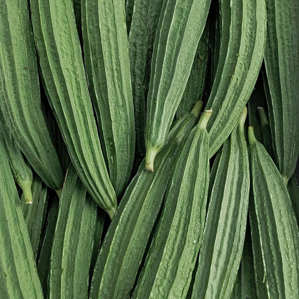 Jiemei Yaxiu No. 2 Luffa, 20 Seeds