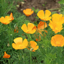 Mixed Colour California Poppy Seeds, 1g