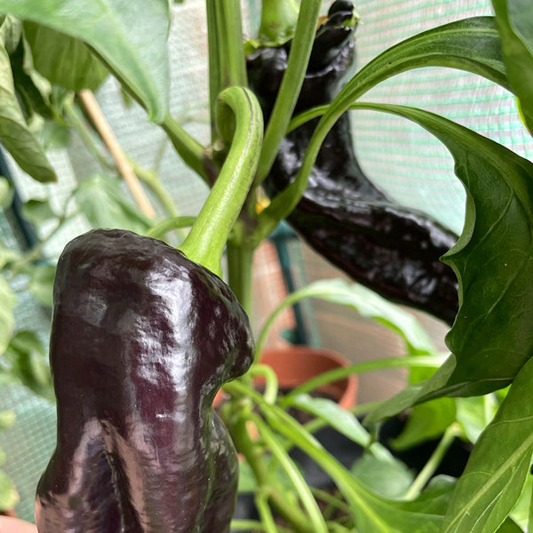 Perilla Pepper, 100 Seeds