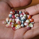 Glass Gem Corn, 50 Seeds