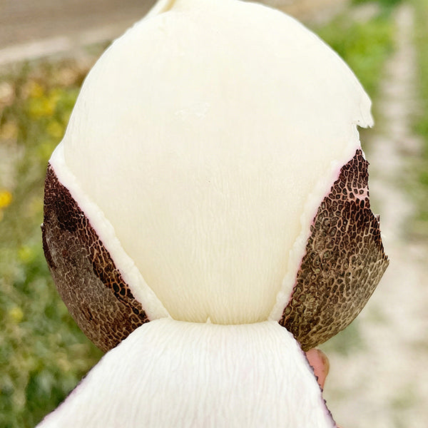 Black Skin Cherry Radish Seeds, 2g