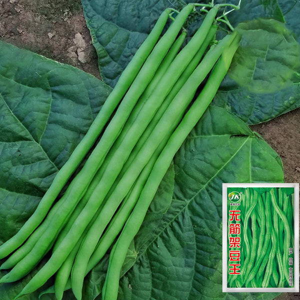 Stringless Snap Bean King Seeds, 5 × 10g Bags