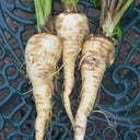 Parsnip, 50 Seeds