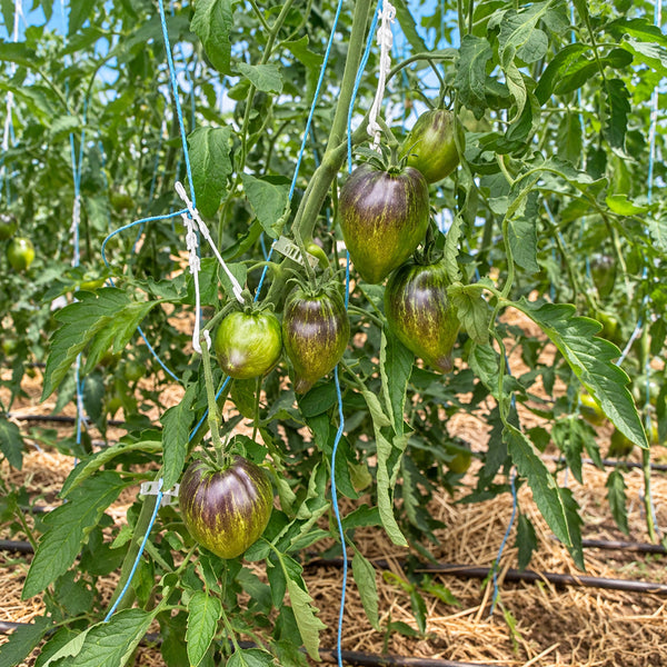 441 Rebel Starfighter VT16 Tomato, 5 Seeds