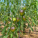 441 Rebel Starfighter VT16 Tomato, 5 Seeds