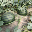 'Super Sweet 2K' Watermelon Seeds, 10 Seeds