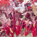 Red Swiss Chard Seeds, 10g