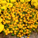Aji Charapita, 20 Seeds