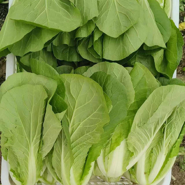 '168' Fast-Grow Bok Choy Seeds, 10g