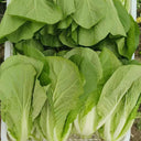 '168' Fast-Grow Bok Choy Seeds, 10g