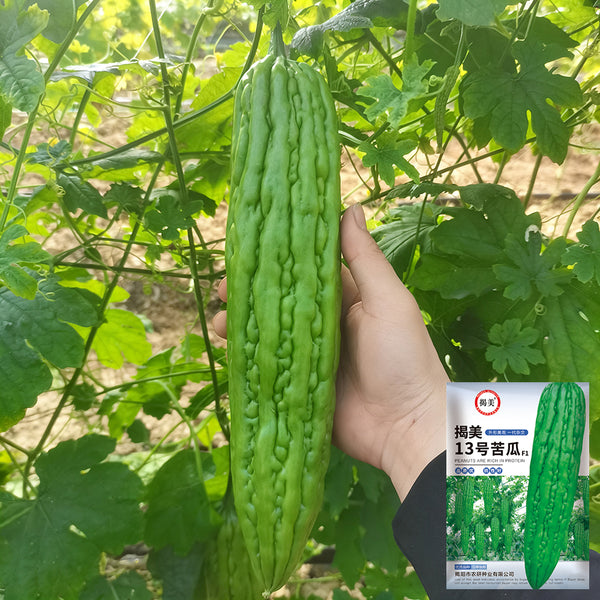 Jiemei 13 Bitter Gourd, 10 Seeds