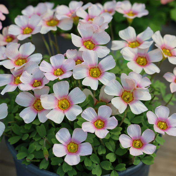 Oxalis obtusa Series Bulb - 'Apollos', 2 Bulbs