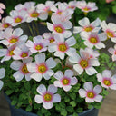 Oxalis obtusa Series Bulb - 'Apollos', 2 Bulbs
