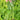 Trident Water Spinach Seeds, 20g