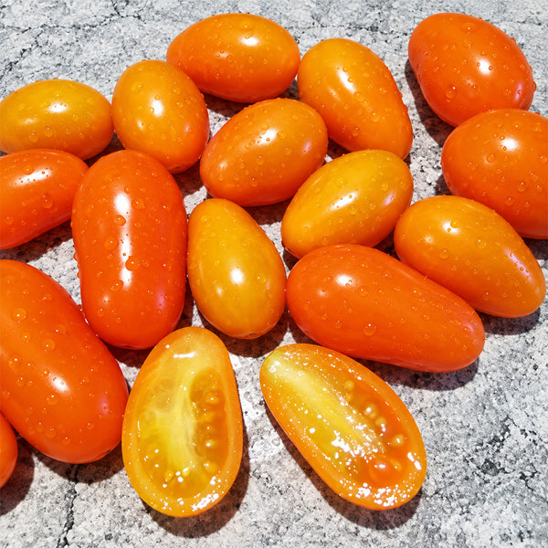 476 Orangey Tomato, 5 Seeds