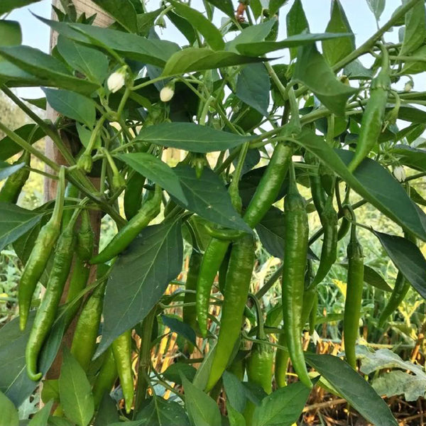 Xiangla Hangjiao Pepper Seeds, 0.5g
