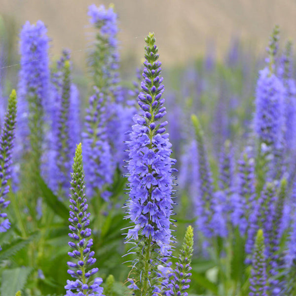 Hezhichun Spiked Speedwell Seeds, 1g