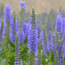 Hezhichun Spiked Speedwell Seeds, 1g
