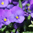 Hezhichun Pansy 'Azure Skies', 30 Seeds