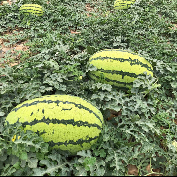Xiashi No.5 Watermelon Seeds, 400 Seeds