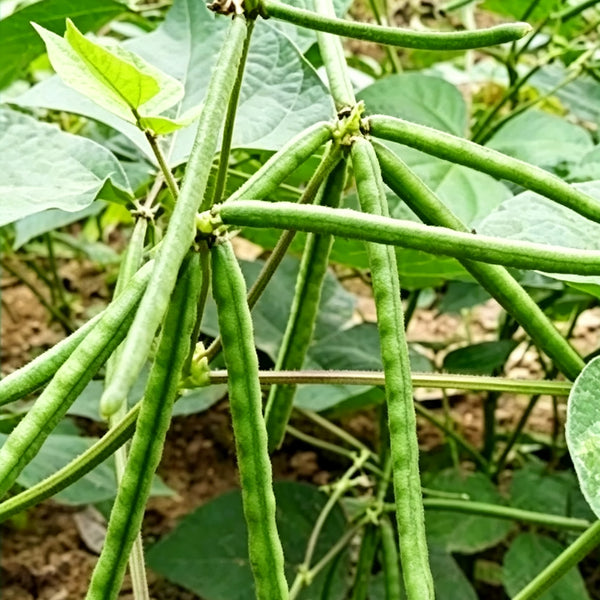 'Fenlüdou No.3' Mung Bean Seeds, 40 Grams ≈ 600 ~ 700 Seeds