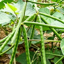 'Fenlüdou No.3' Mung Bean Seeds, 40 Grams ≈ 600 ~ 700 Seeds