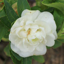 White Garden Balsam Double Flower Seeds, 100 Seeds