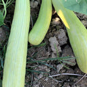 Ketian Brand White-Veined White Melon Seeds, 10g