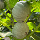 Silver Baby Chestnut Pumpkin, 6 Seeds