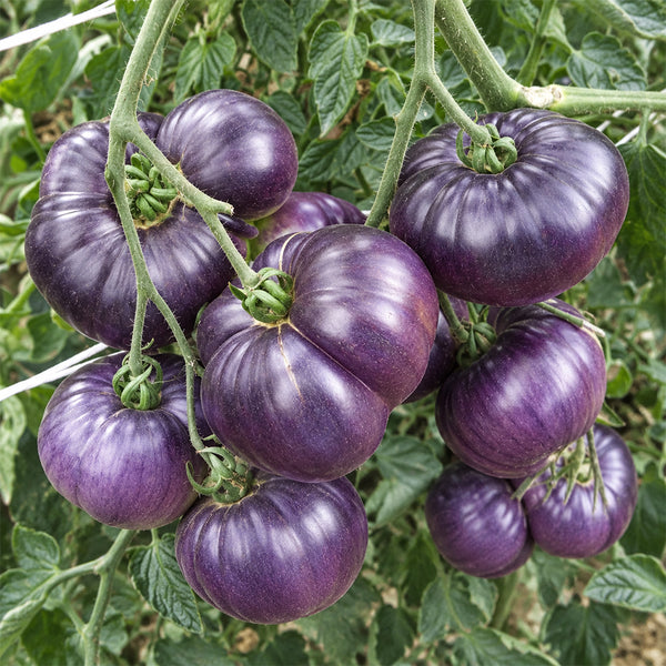 7 Azure Giant Tomato, 5 Seeds