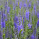 Hezhichun Spiked Speedwell Seeds, 1g