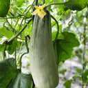 Flying 61' Yangjiao Melon Seeds, 20 Seeds
