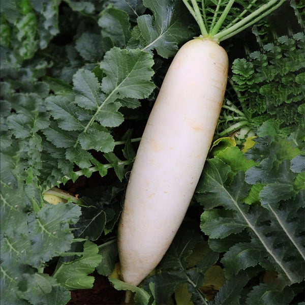 'Nanpanzhou' Radish Seeds, 20g