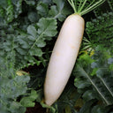 'Nanpanzhou' Radish Seeds, 20g