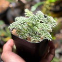 Sweet Scented Geranium, 5 Seeds
