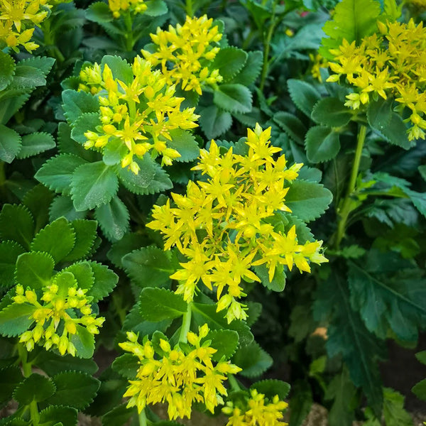 Sedum aizoon, 200 Seeds
